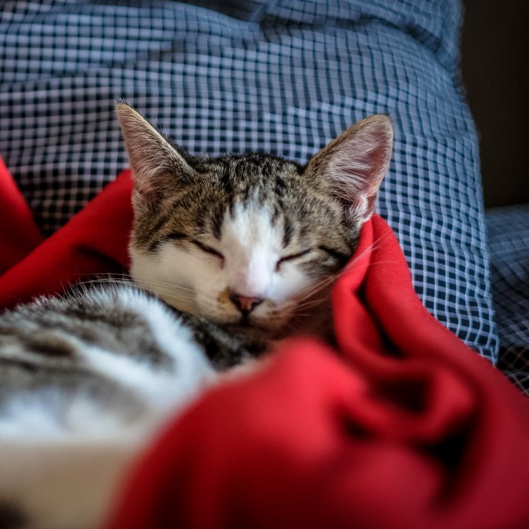 Cat Boarding Tail Topia Petcare